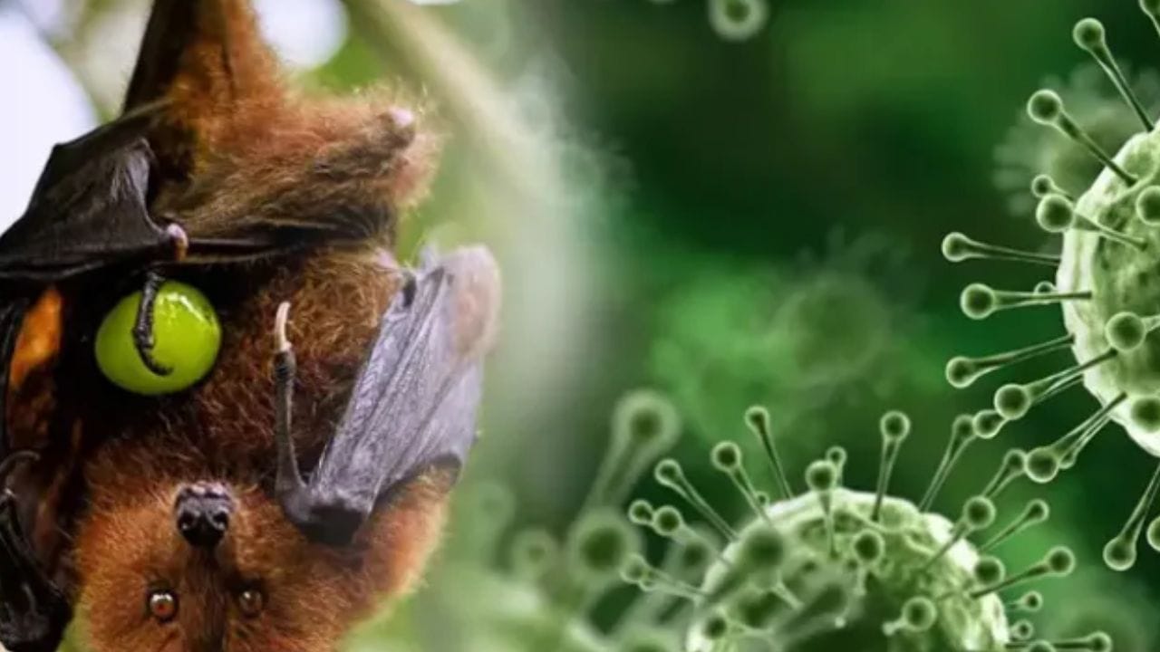 Nipah Viras Alert: కేరళలో నిఫా వైరస్.. ఆ జిల్లాల్లో హై అలర్ట్