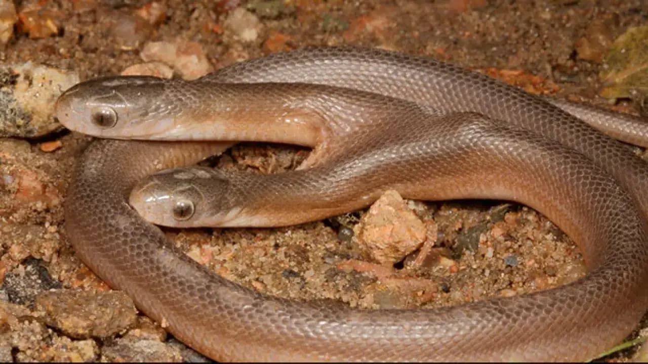 Shadnagar: షాద్నగర్లో అరుదైన రెండు తలల పాము.. దీని ధర కోట్ల రూపాయలా? అసలు నిజం ఇదే!