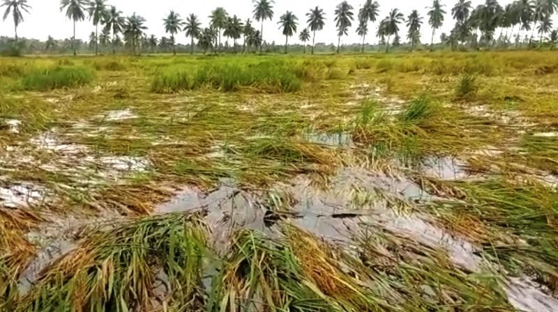 Telangana Rains: అకాల వర్షం.. ఆవిరైన రైతన్న ఆశలు: జగిత్యాల జిల్లాలో భారీగా పంట నష్టం!
